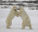 Fight of polar bears. 15