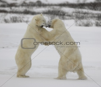 Fight of polar bears. 15