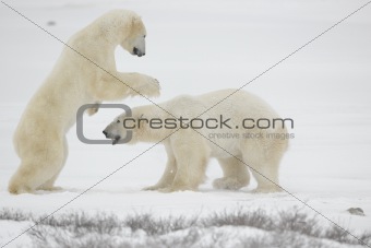 Fight of polar bears. 12
