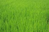 green seedling rice field
