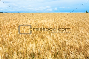 Beautiful summer wheat field.