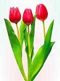 Three tulips. EPS 8