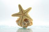 Starfish & shell rock