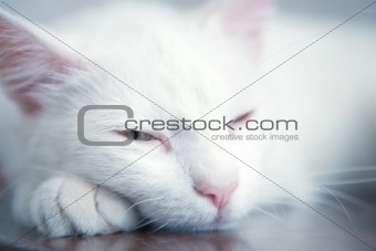 Tired cat