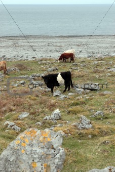 grazing cattle on the rocky burren