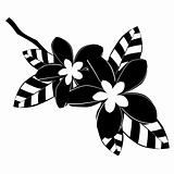 Black and white frangipani flowers