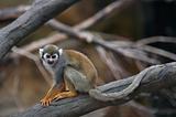 common squirrel monkey