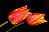 bloom of tulip