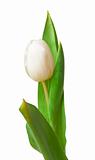 white tulip