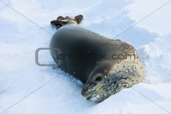 The grey seal
