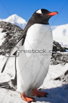 penguin on the rocks 