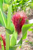 Corn cob plant red hair