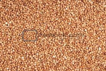 buckwheat;