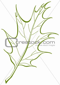 Leaf of oak Iberian, vector