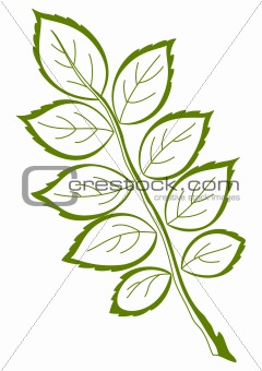 Leaf of dogrose, vector