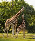 Mother and cub giraffe