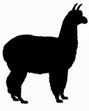 Silhouette of alpaca