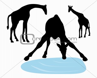 Detailed and isolated illustration of giraffes drinking