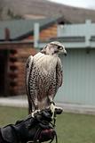 falcon perched on gloved hand
