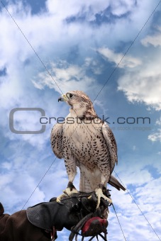 falcon perched on leather gloved hand