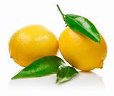 fresh lemons with green leaves