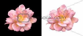pink rose over black and white isolated
