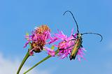 Longhorn beetle on a flower. 