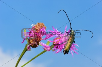 Longhorn beetle on a flower. 