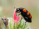 Blister beetles on a flower