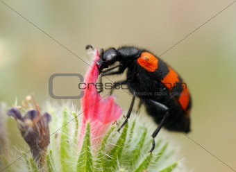 Blister beetles on a flower