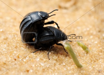 Darkling beetles on the sand