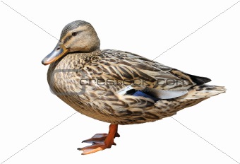 Duck at the zoo, isolated