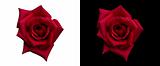 rich deep red rose isolated on black and white