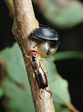 Carrion beetle and earwig about an empty shell.