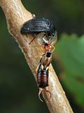 Carrion beetle and earwig about an empty shell.