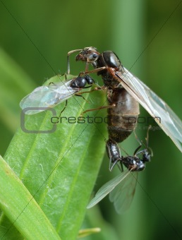 The pairing of a black garden ant