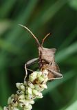 Dock bug (Coreus marginatus) on a flower