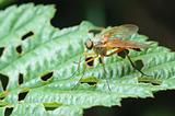 Predatory Snipe-fly (Rhagio scolopaceus)
