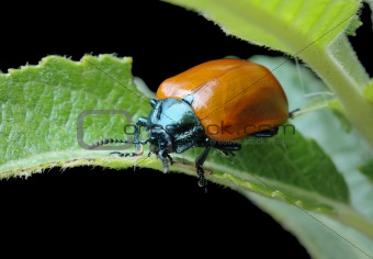 Poplar leaf beetle (Chrysomela populi)