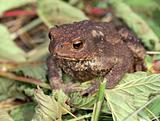 Gray toad (Bufo bufo)