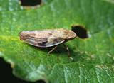 Cicada on a leaf.
