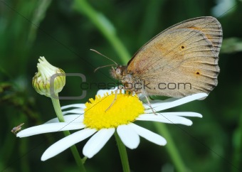 Butterfly Meadow Brown and the fly on the flower