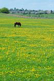 The horse on flowering spring pasture