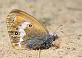 Butterfly Meadow Brown on the sand