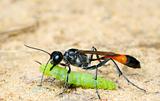 Wasp Ammophila sabulosa with prey