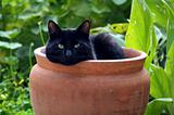 flowerpot cat