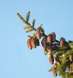 Fur-tree branch with cones