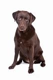 Chocolate Labrador retriever dog