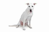 Mixed breed dog,  white shepherd  labrador