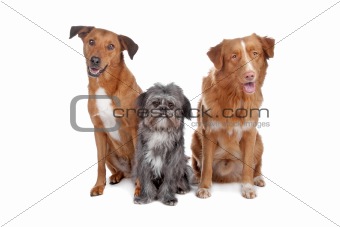 Two mix dogs and a Nova Scotia Duck Tolling Retriever